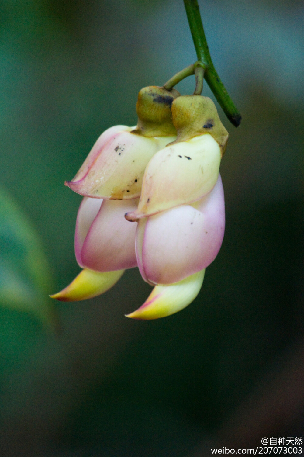 白花油麻藤(mucuna birdwoodiana,禾雀花,蝶形花科油麻藤属