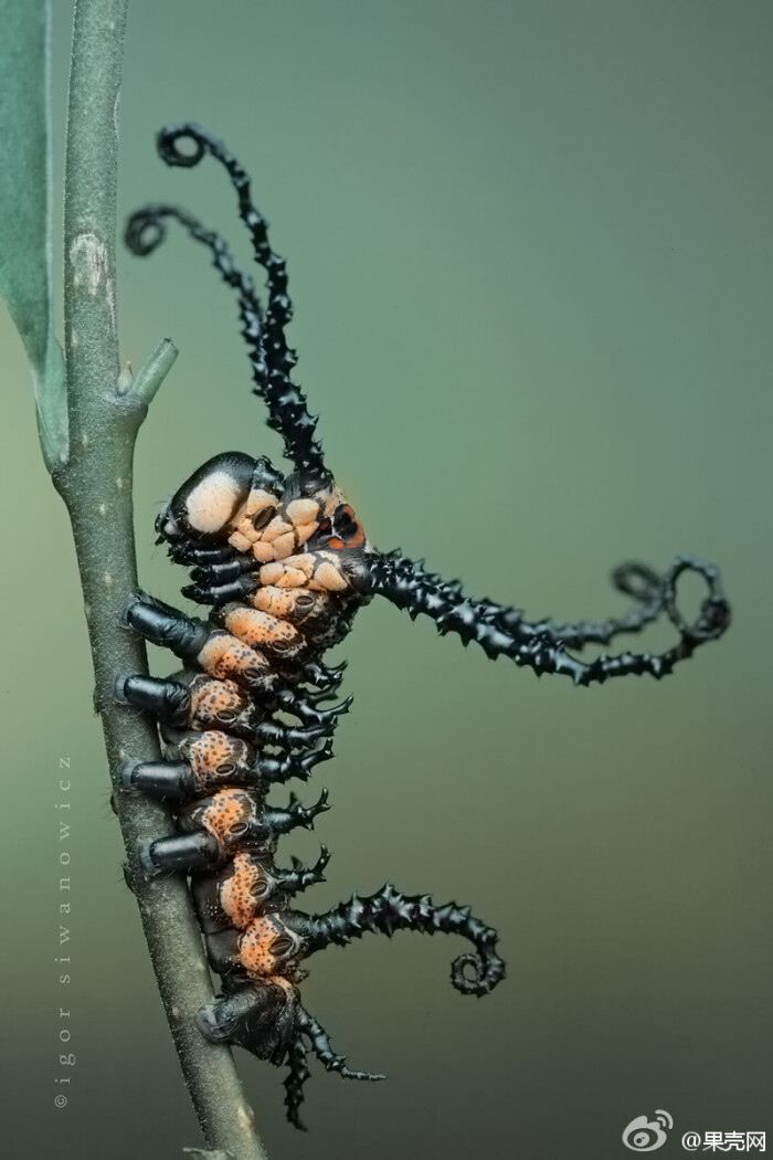 【哥特范儿的箩纹蛾幼虫】这张由德国摄影师igor siwanowicz拍摄的毛