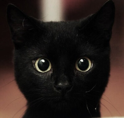 黑猫~