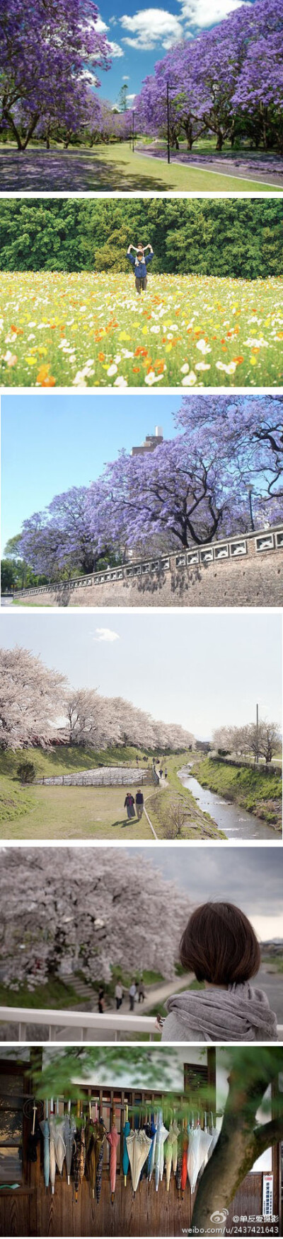 繁花落尽 幻想依旧