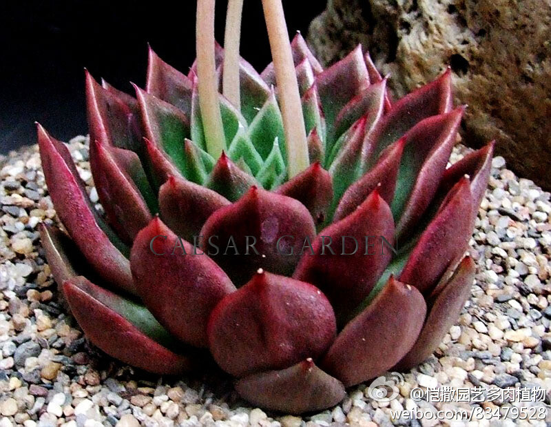 冬云(echeveria agavoides),景天科石莲花属