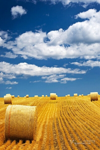 金黄的麦田,丰收的季节