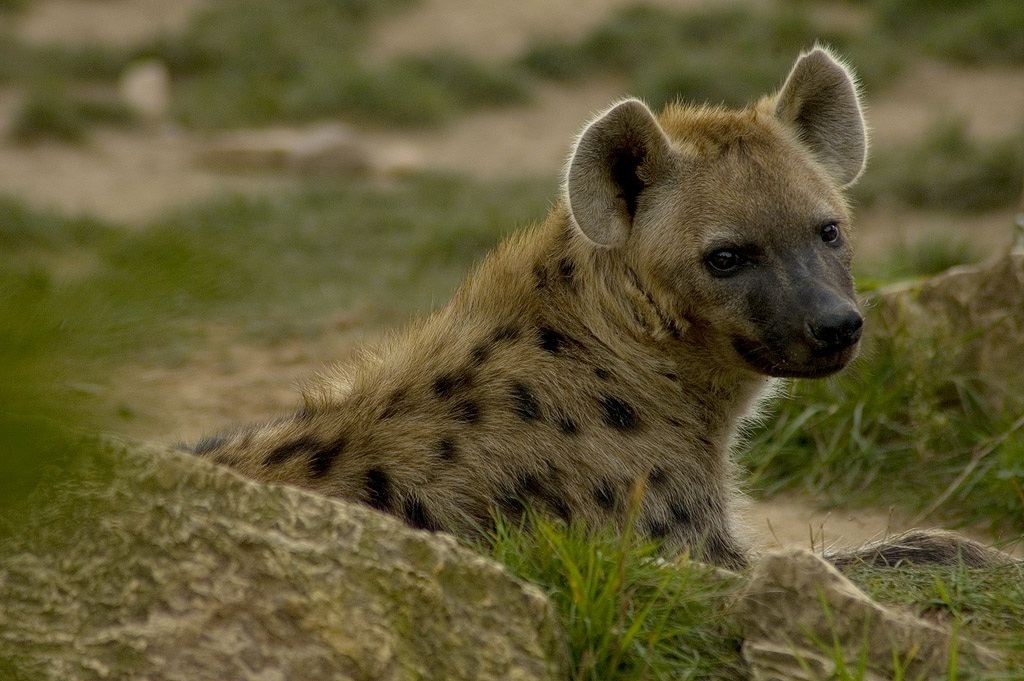 hyena 鬣狗