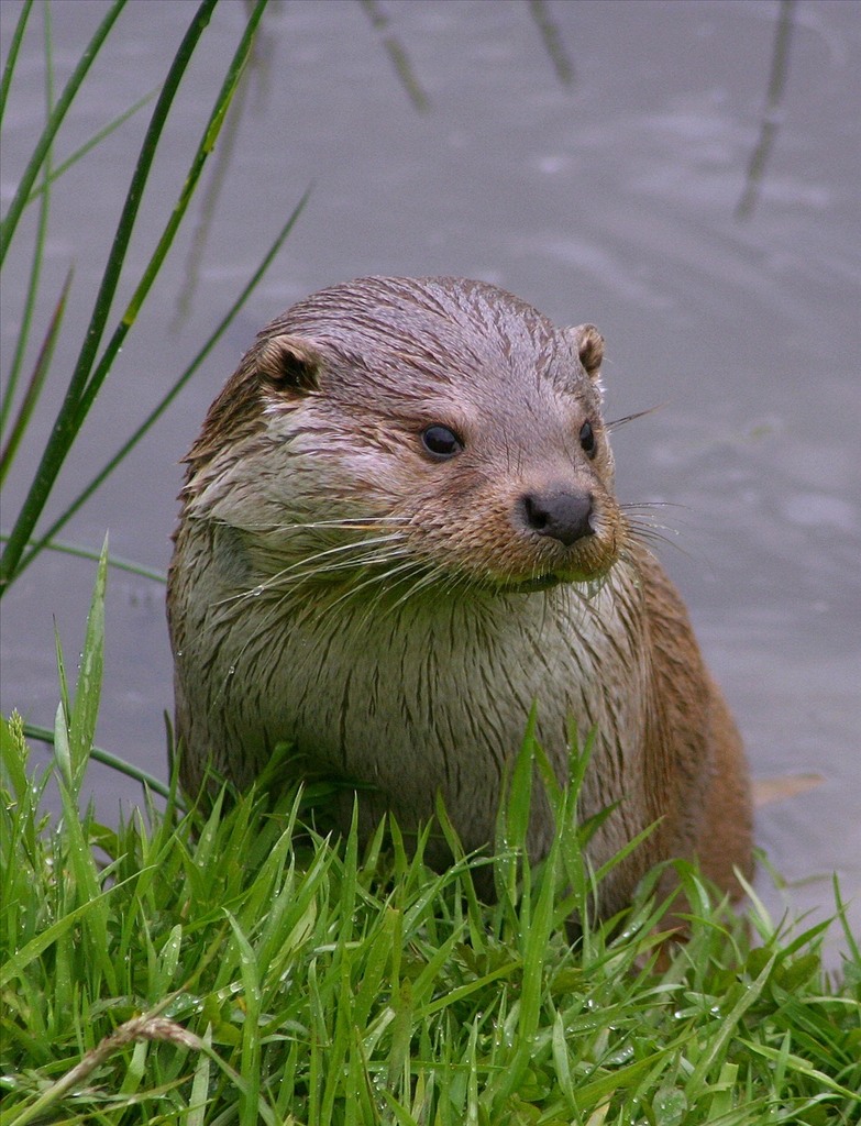 otter 水獭