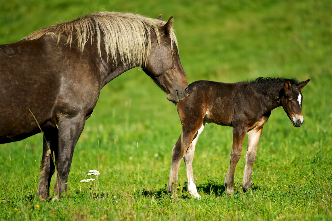 horse 马; mane 马鬃; foal 马驹