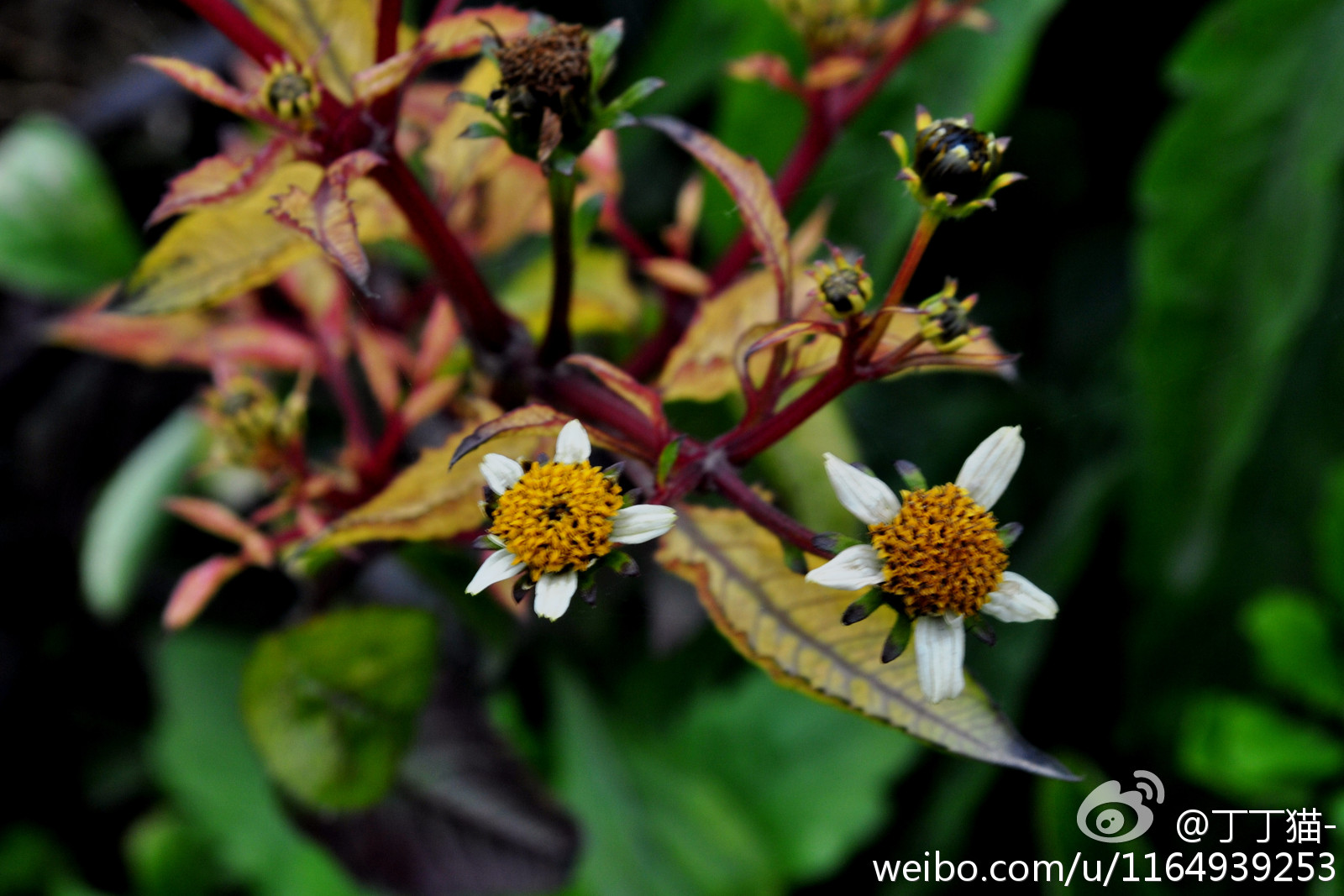 这货具备了典型的头状花序边缘的舌状花,民间常用草药,有清热解毒