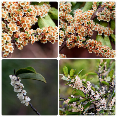 吹木叶,细叶菜,海岸柃,野桂花,学名eurya japonica thunb,山茶科柃木