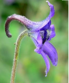 云南翠雀花 蓝紫色 中国的特有植物.