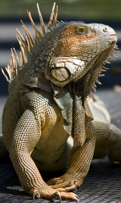 iguana 美洲大蜥蜴