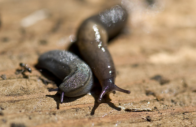 slug 蛞蝓,鼻涕虫