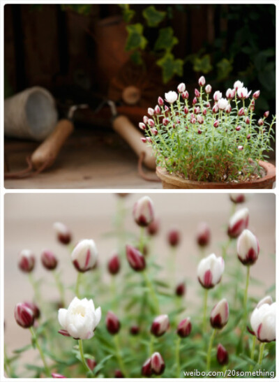 '银瀑'纸鳞托菊(rhodanthe anthemoides paper cascade)