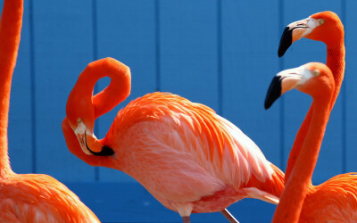 flamingo 火烈鸟