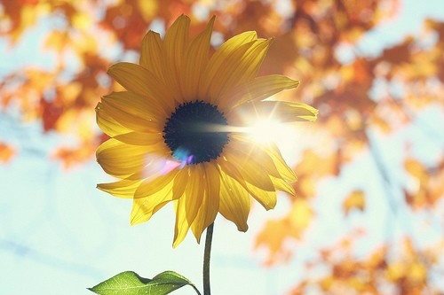 向日葵总是给人一种积极向上,温暖阳光的感觉,给你一朵,温暖你心