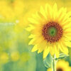 向日葵总是给人一种积极向上,温暖阳光的感觉,给你一朵,温暖你心