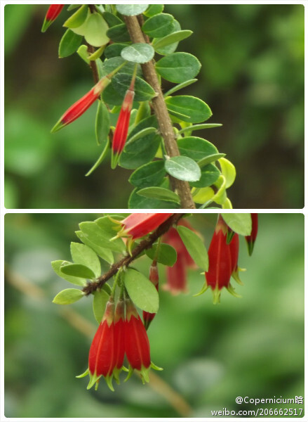 五翅莓,agapetes serpens,杜鹃花科树萝卜属