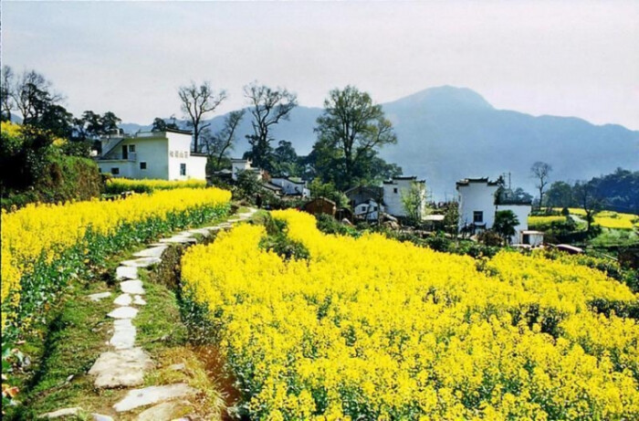 2012年婺源油菜花旅游赏花摄影攻略-吊脚