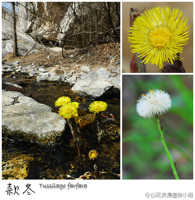 因此,若说北京最早的开花植物是哪一种,大约非款冬莫属.