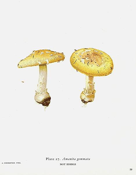 amanita gemmata 黄盖鹅膏菌
