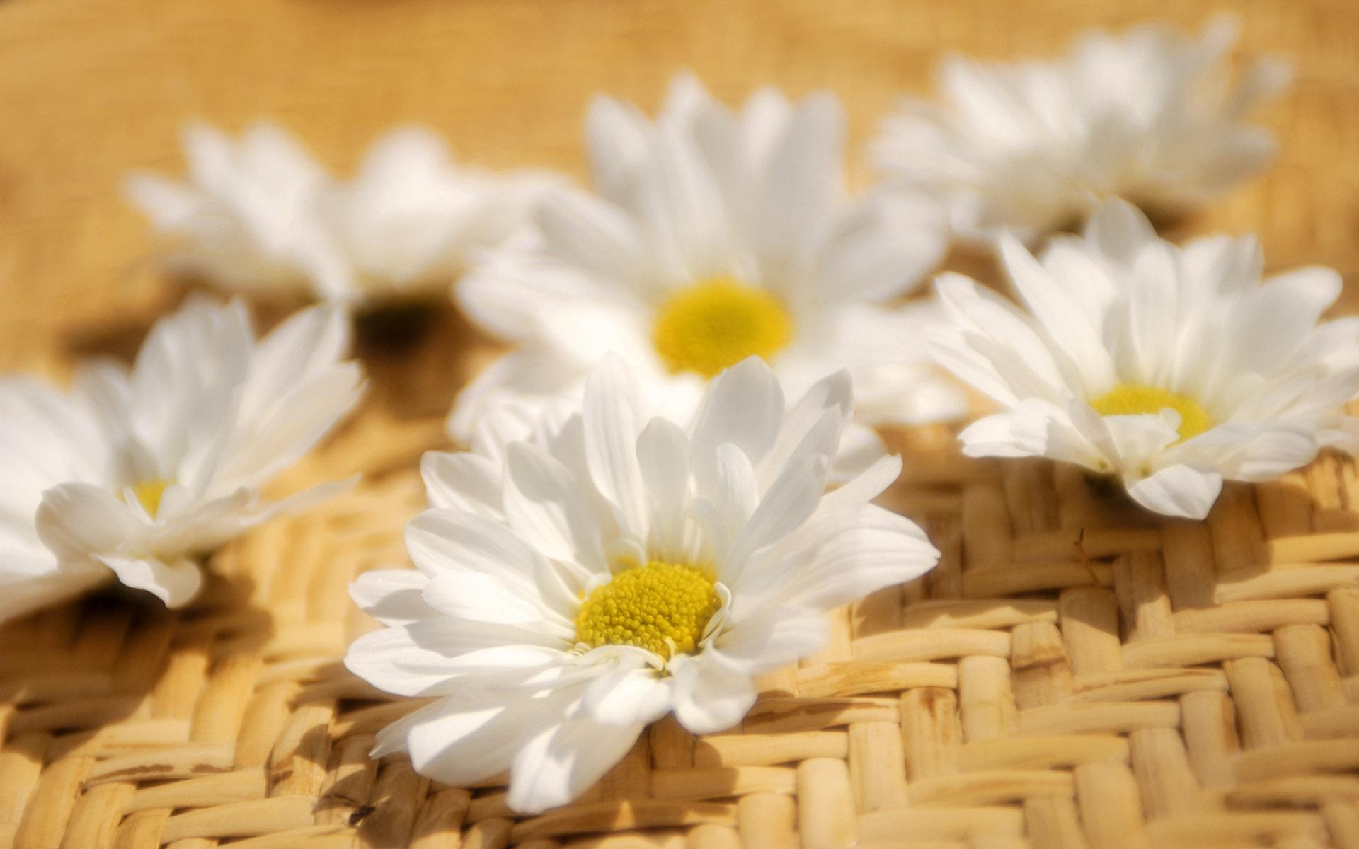 雏菊~