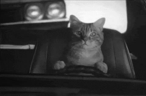 猫咪也开车