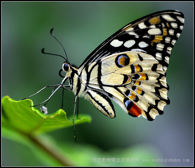 达摩凤蝶 papilio demoleus linnaeus