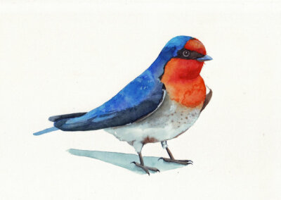 swallow painting bird art print of watercolor painting