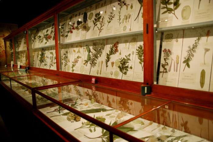 哈佛自然历史博物馆的玻璃花 不要怀疑这些花朵是真的,它们全部由玻璃