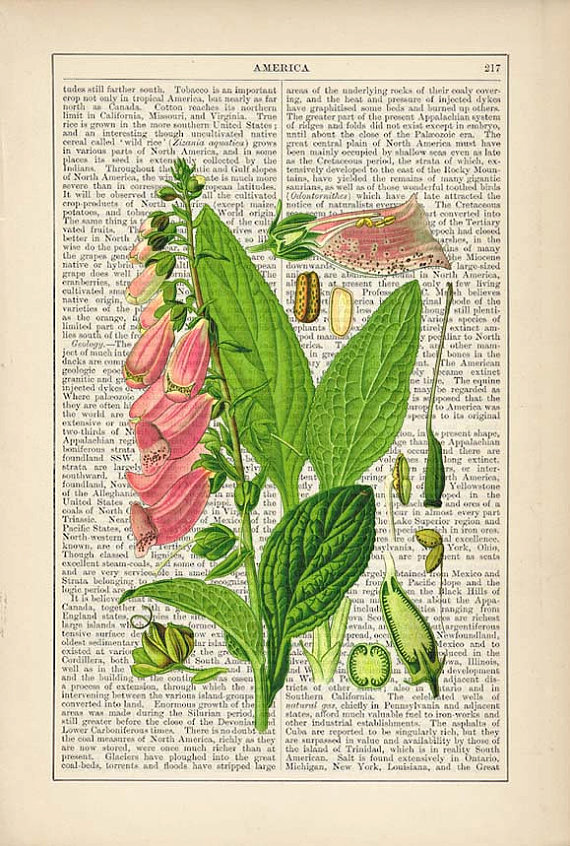 foxglove botanical 毛地黄