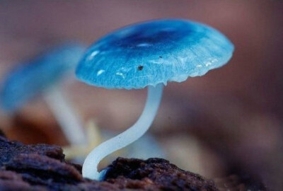 收集 点赞 评论 蘑菇 0 20【澍 发布到 菌子和孢子 图片评论