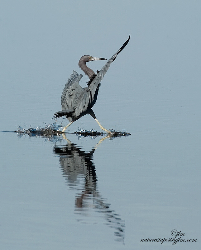 凌波微步 by judylynn malloch