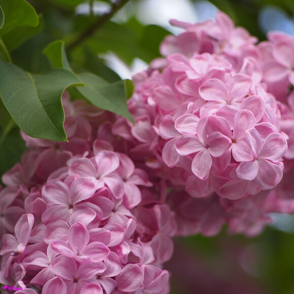 紫丁香花