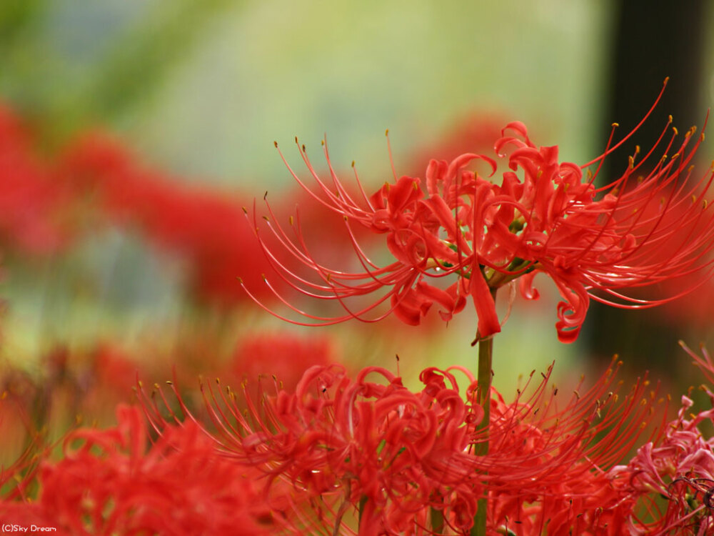 此花一名曼珠沙华,红色花又名彼岸花,也称为red spider lily.