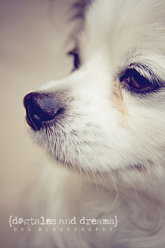 你温柔的双眸,动物,狗,可爱,狗狗