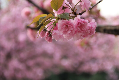 重瓣桃花