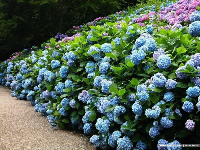 おかしいです 雨壁紙紫陽花