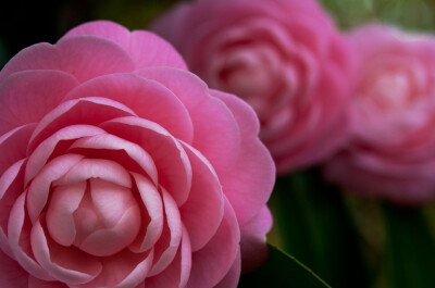 茶花,又名山茶花(学名:camellia japonica),山茶科植物,属常绿灌木和