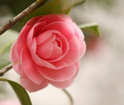 茶花,又名山茶花(学名:camellia japonica),山茶科植物,属常绿灌木和