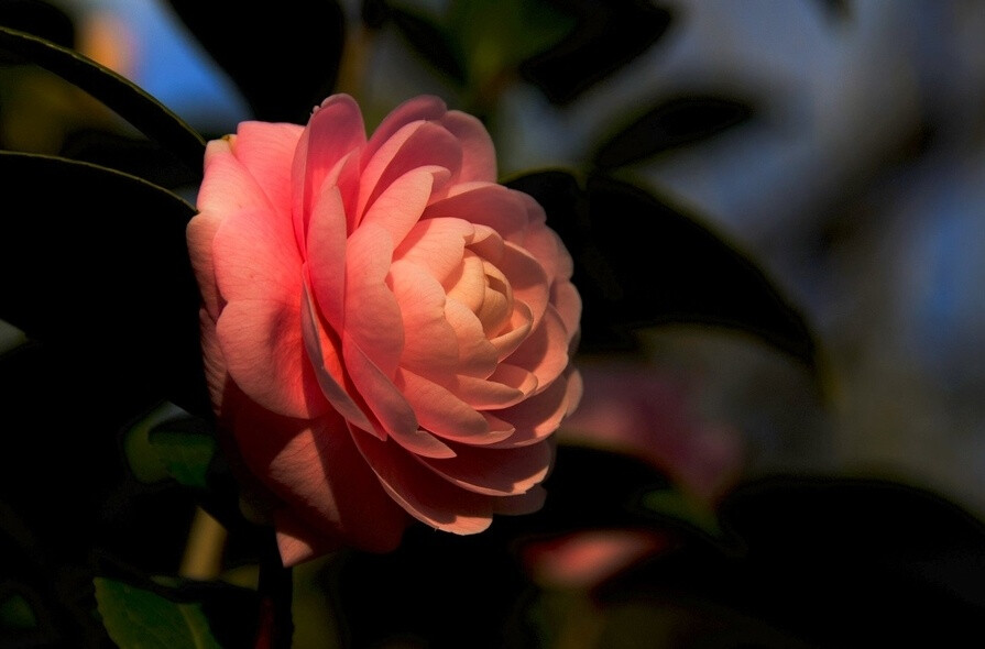 茶花,又名山茶花(学名:camellia japonica,山茶科植物,属常绿灌木和