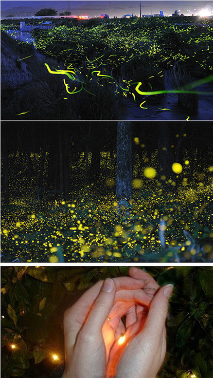 日本乡间成千上万的萤火虫飞舞的梦幻景象.