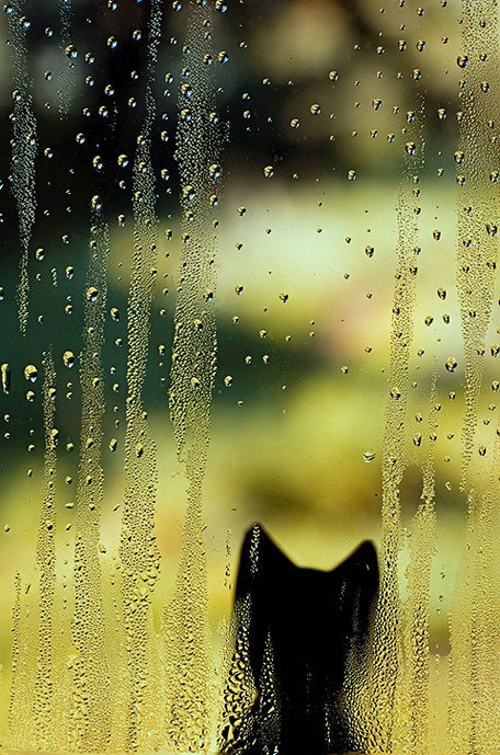 被雨困住的猫.