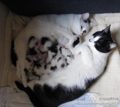 母猫