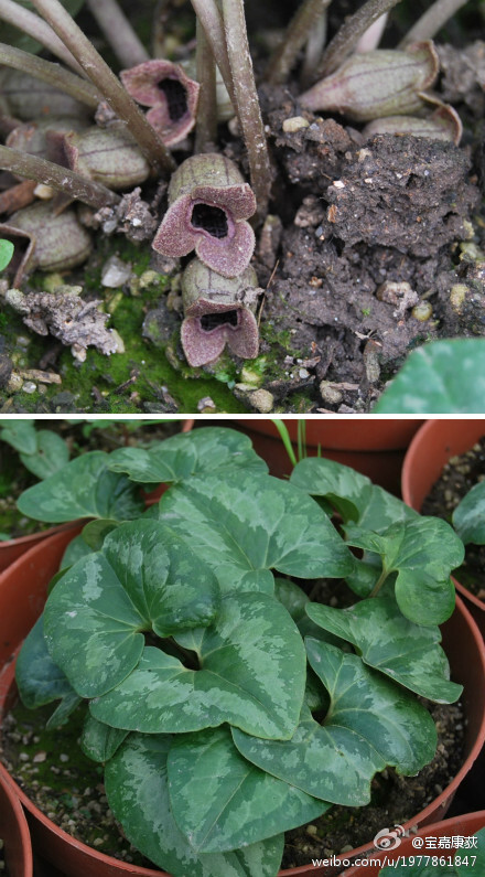 杜衡asarum forbesii,常用中药