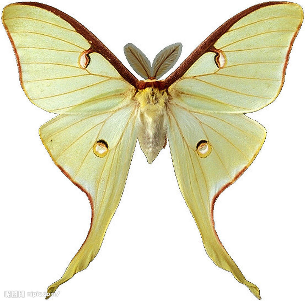 北美长尾水青蛾 american moon moth