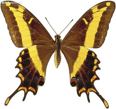 大黄带凤蝶(雄)giant swallowtail