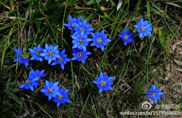 阿里山龙胆(gentiana arisanensis)