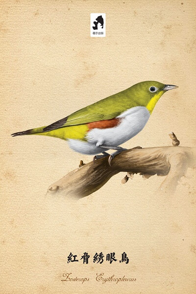 红胁绣眼鸟,学名zosterops erythropleurus ,俗名白眼儿,粉眼儿,褐色