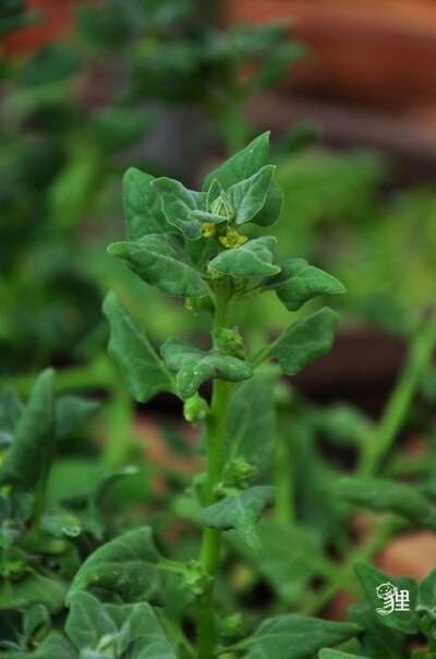 番杏(tetragonia tetragonioides,为番杏科神物,又名新西兰菠菜,学