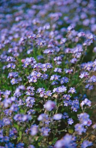 Myosotis silvatica 'Bluesylva' … - 高清图片，堆糖，美图壁纸兴趣社区