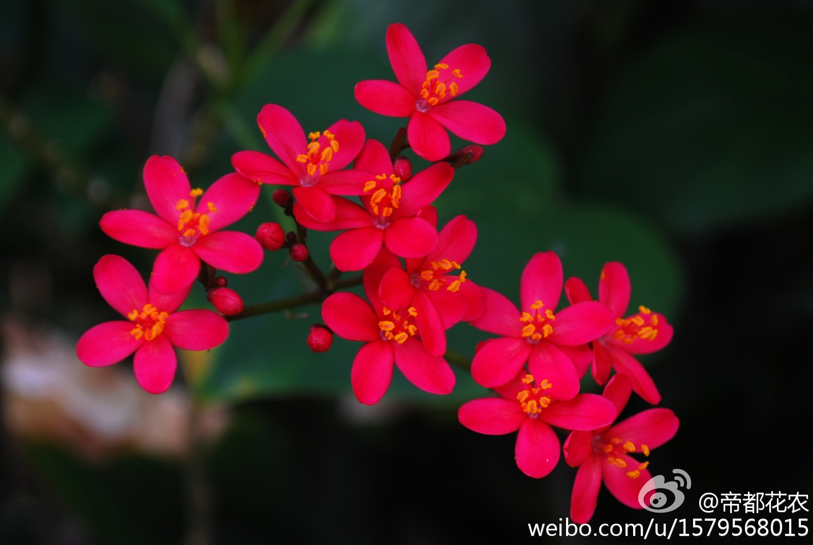 琴叶珊瑚 Jatropha Pandurifolia 大戟科 Euphorbiaceae 麻疯树属 Jatropha 这也是个百变的属 花和叶子的变化太多样了 摄于北京植物园温室 堆糖 美图壁纸兴趣社区