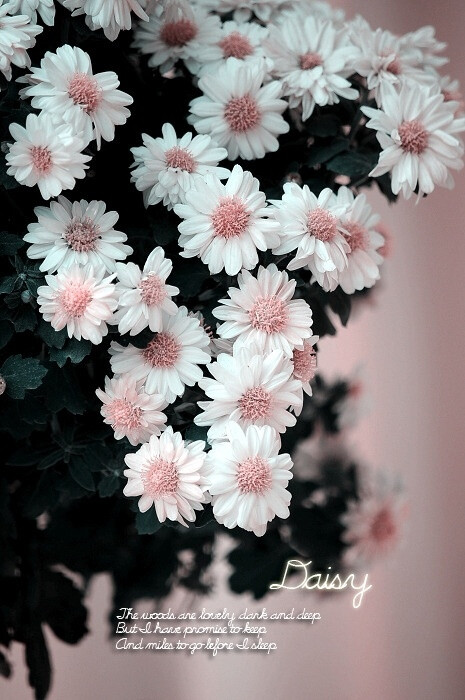 小雏菊 